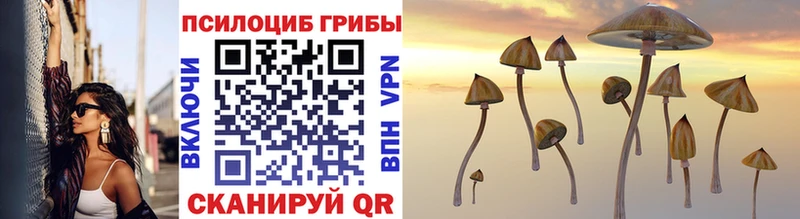 Псилоцибиновые грибы Psilocybe  Купить где  Нея 